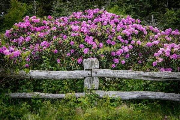 Ormangülü çiçek çit sonrası üzerinde — Stok fotoğraf