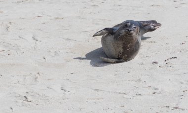 Kamera boş plajda mühür örnek alıyor