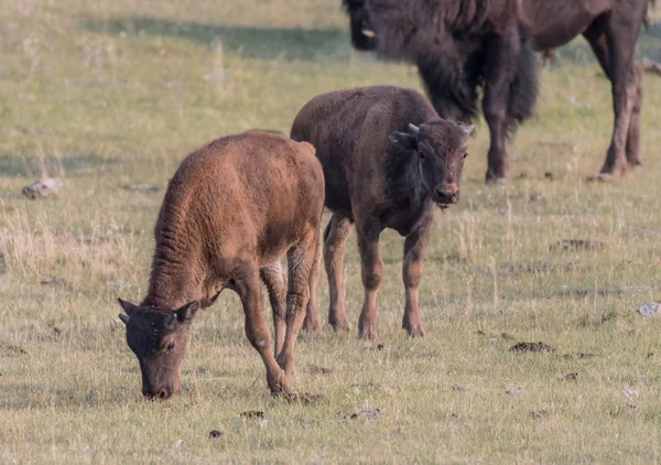 Two Bison Calves Graze — Stock Photo, Image