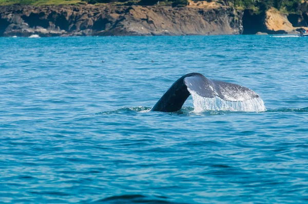 Woda kapie od Whale Tail — Zdjęcie stockowe