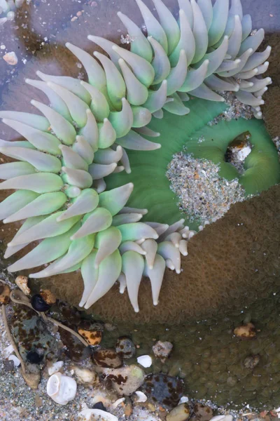 Weiße Tentakel aus Anemone unter Wasser — Stockfoto