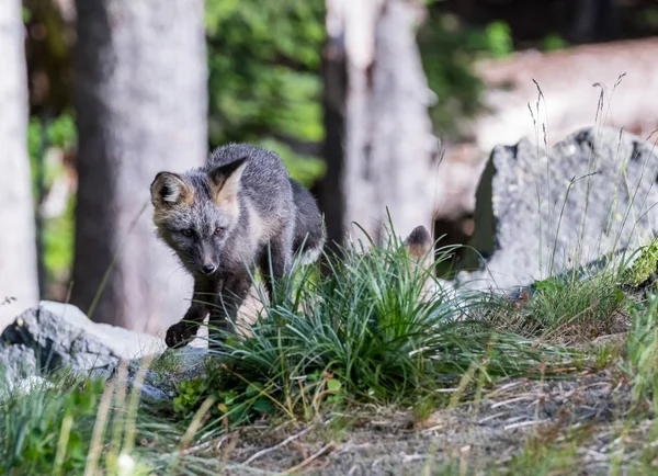 Jonge Cascade Red Fox stengels — Stockfoto