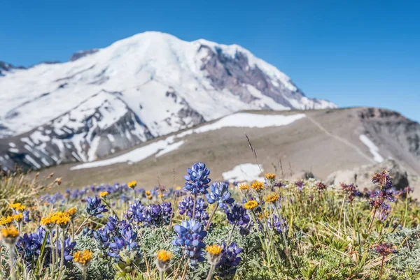 Flores alpinas em frente ao Monte Rainier — Fotografia de Stock