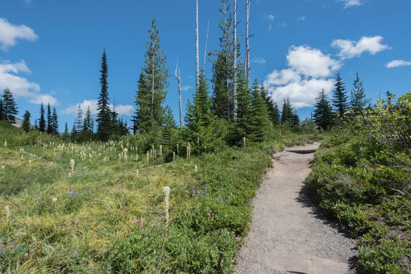 Medvědí tráva roste podél Mount Rainier stezka — Stock fotografie