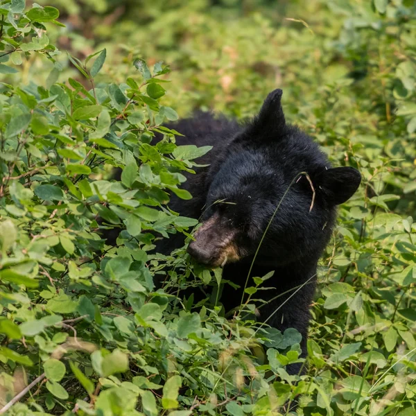 Urso negro Munches em plantas no verão — Fotografia de Stock