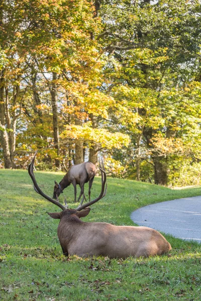 Bull Elk met vrouwelijke Elk in zijn zinnen — Stockfoto