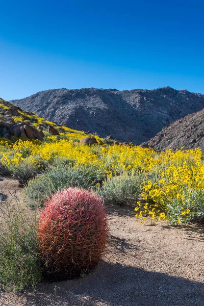 California varil kaktüs açık mavi gökyüzü altında oturur
