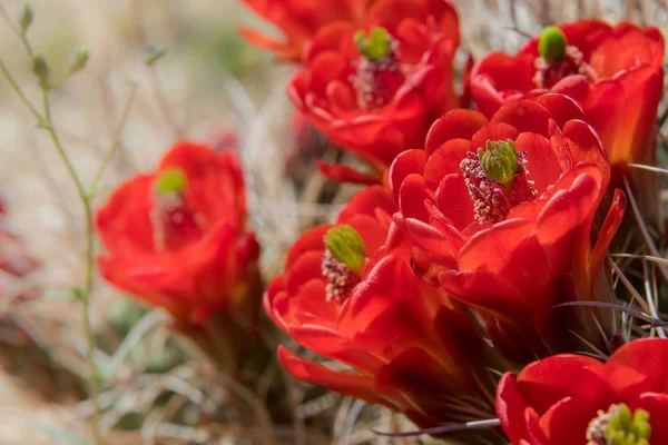 Close Up of Red Claret Cup Cactus Flores — Fotografia de Stock