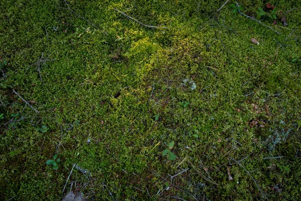 北森林苔藓的详细信息 — 图库照片