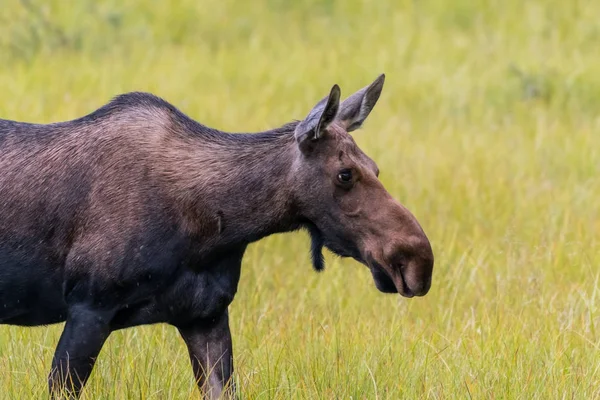 Kvinnliga älg betar gräs — Stockfoto