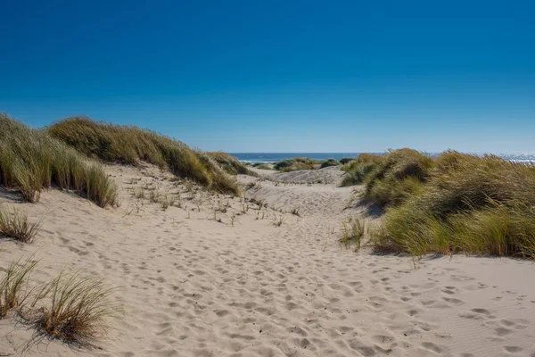 Graminées soufflent sur les dunes de sable — Photo