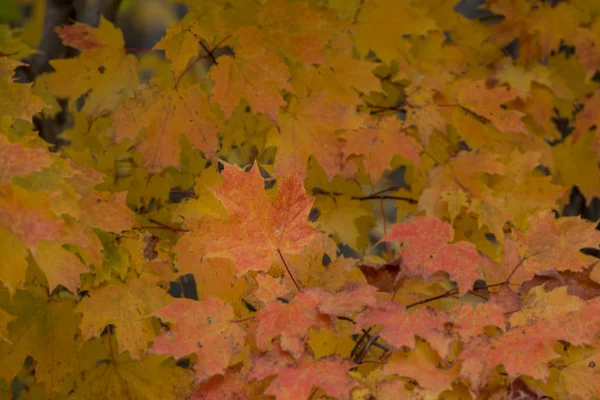 Las hojas se vuelven naranja y oro —  Fotos de Stock