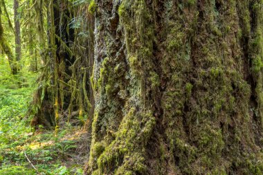 Blanketed Oregon orman ağaçlarında moss
