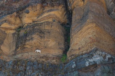 Dağ keçisi dar Cliff üzerinde yürüyor