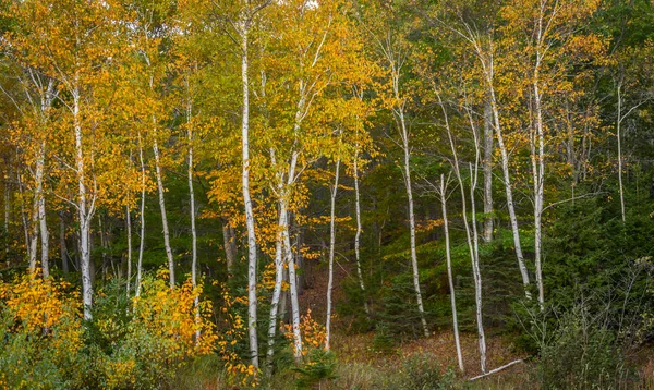 Árvores de vidoeiro de papel com folhas amarelas — Fotografia de Stock