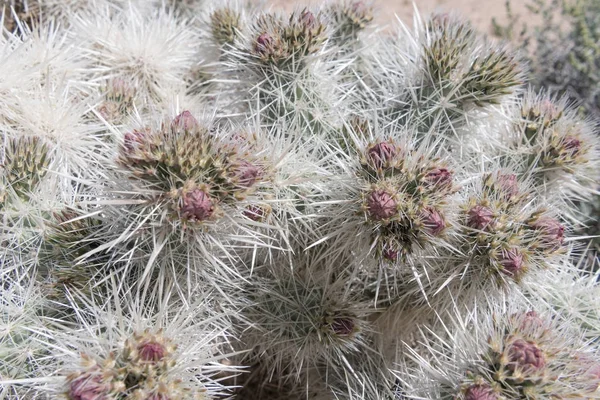 Spikes on Catus Brush with Tight Buds — Stock Photo, Image
