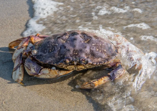 Lavage par vagues sur un grand crabe — Photo