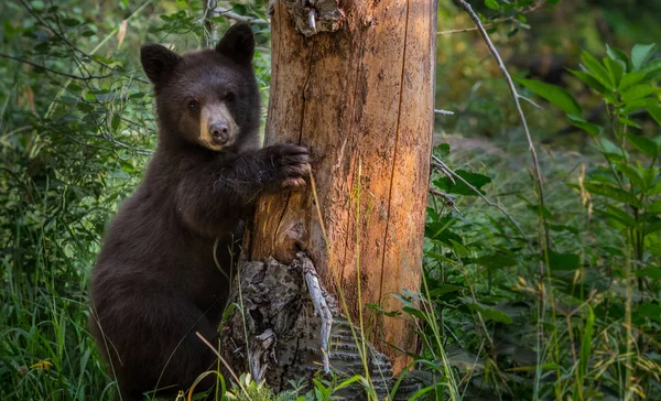 Young Black Bear Clings to Tree — Stock Photo, Image