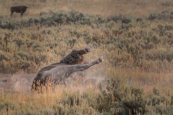 Bison Wallows pyłu podczas Rut — Zdjęcie stockowe