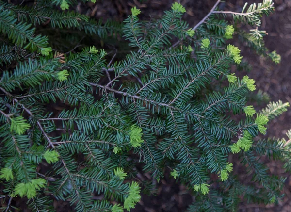 Puntas verdes brillantes de agujas de pino — Foto de Stock