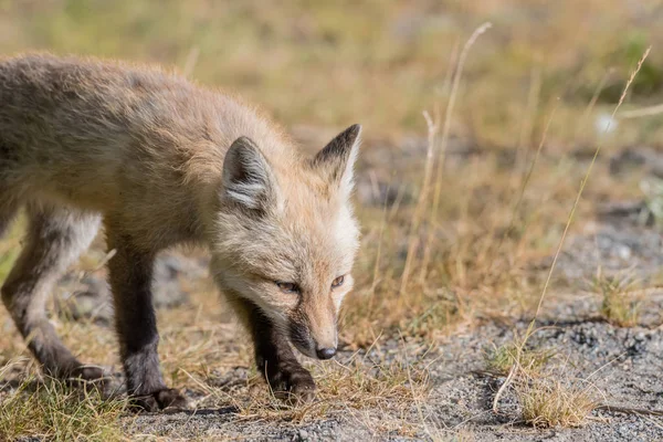 Kruipende rode Cascade Fox — Stockfoto