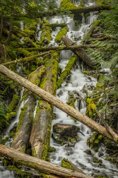 Fallen Trees Cover Upper Proxy Falls — Stock Photo, Image