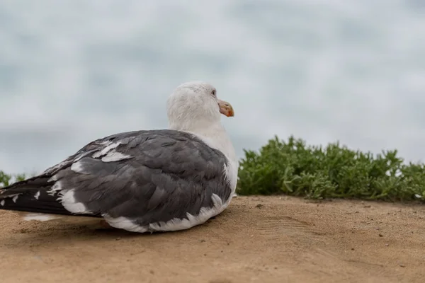 Seagull zit op Sandy Cliff — Stockfoto