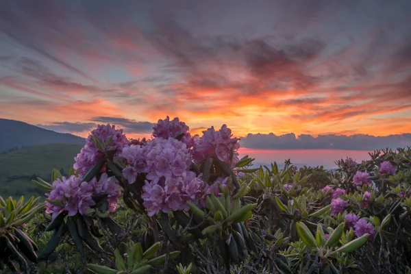 Solnedgång och Rhododendron blommar — Stockfoto