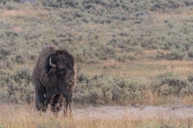 Bizon kopya alanı ile sağa doğru ayakta