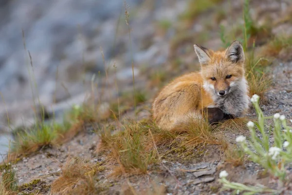 Jonge rode Cascades Fox kijkt naar de Camera — Stockfoto