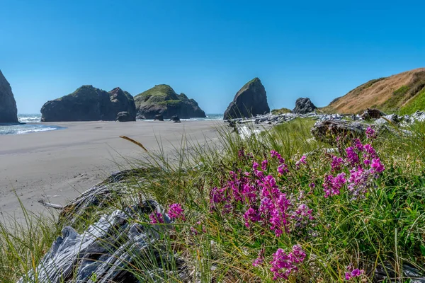 Driftwood and Flowers on Meyers Beach