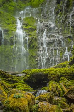 Proxy Falls yosun kaplı duvara bakarak