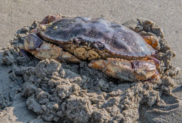Große Krabbe gräbt sich in Sand — Stockfoto
