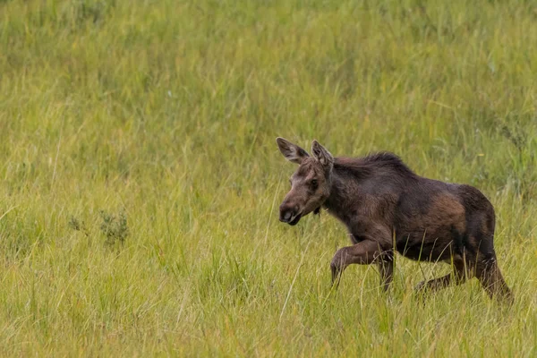 Moose Foal corre a través del campo —  Fotos de Stock