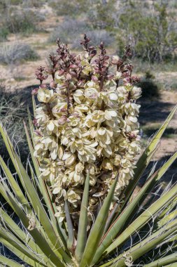 Yucca Blooms
