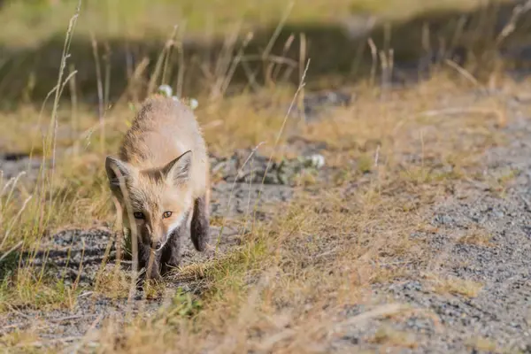 Roter Kaskadenfuchs kriecht über Schotterstraße — Stockfoto