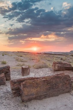 Taşlaşmış ağaç gövde üzerinde güneş ayarı 