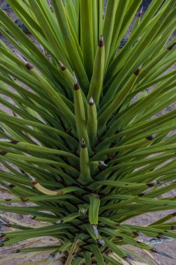 Genç Joshua Tree çölde