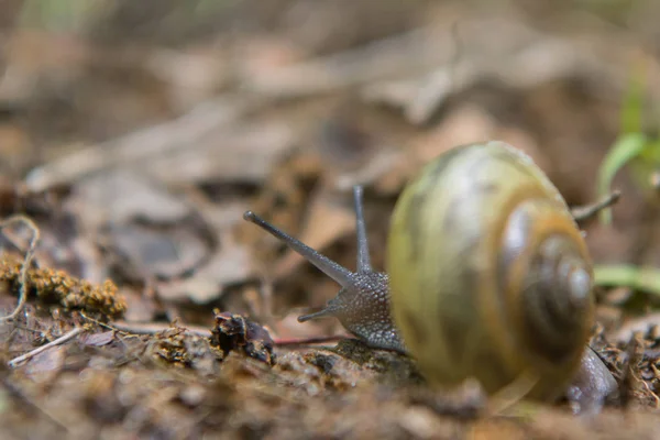 Snail Crawls Away — Stock Photo, Image