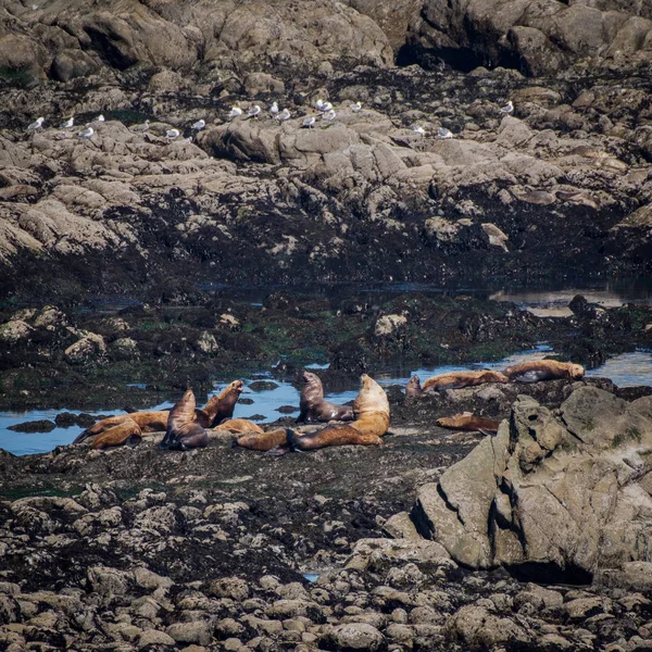 Repos des otaries de Steller sur l'île Rocky — Photo