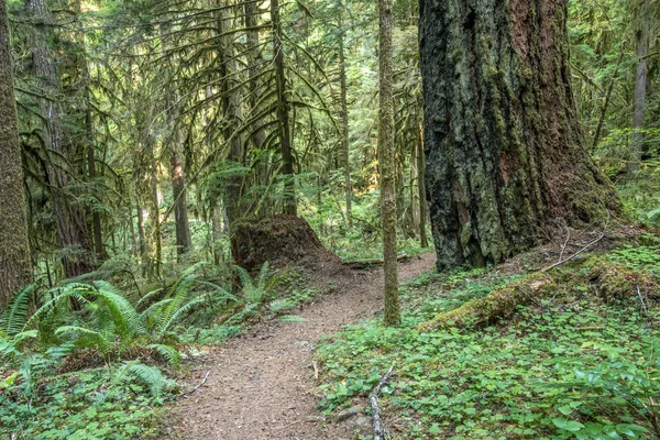 Trilha corta através Mossy Green Oregon Forest — Fotografia de Stock