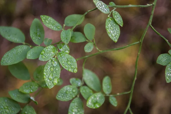 Des gouttelettes d'eau s'accrochent aux feuilles vertes — Photo