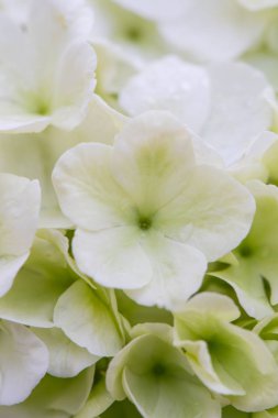 Çin kartopu Genç Bloom