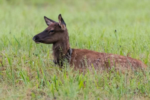 Mladí Elk, kterým se v travnatém poli — Stock fotografie