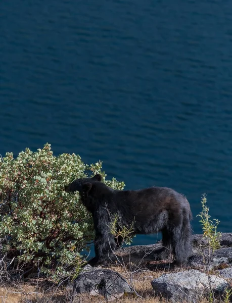 Schwarzbär nascht an Beeren entlang hetch hetchy — Stockfoto