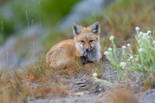 Jonge rode Cascades Fox gecentreerd en op zoek naar Camera — Stockfoto