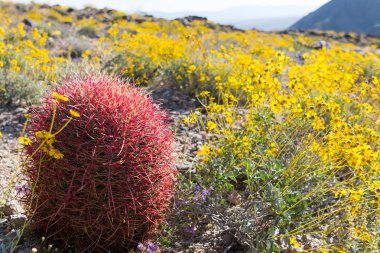 Brittlebrush arasında boyunca California varil kaktüs standları