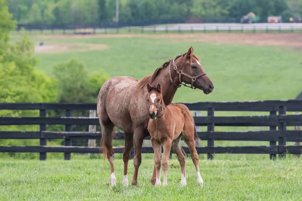 Καστανιάς Colord Foal και φοράδα σταθεί σε προσοχή — Φωτογραφία Αρχείου