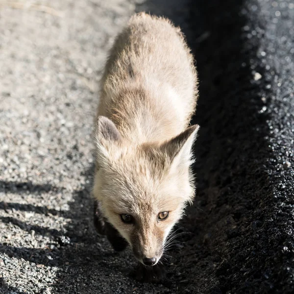Nieuwsgierig rode Cascade Fox opgezocht — Stockfoto