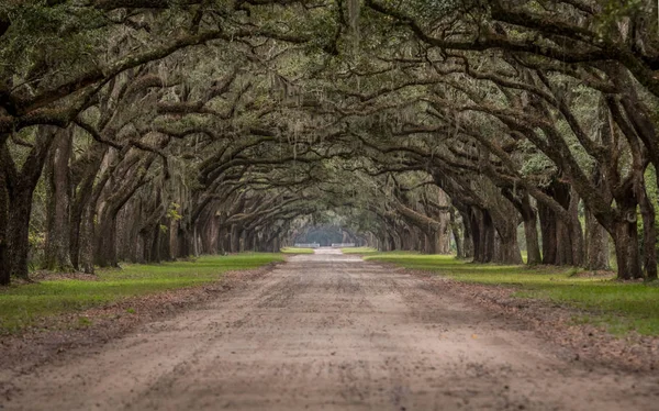 Dirt Road Through Tunnel of Live Oak Trees — Stock Photo, Image